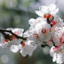 Apricot Blossom flower wallpaper