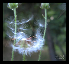 Dandelion - Fly Away