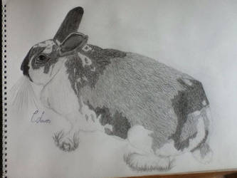 rabbit drawing