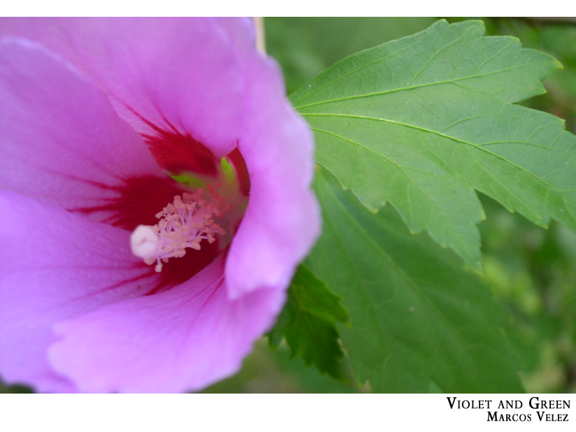 Violet and Green