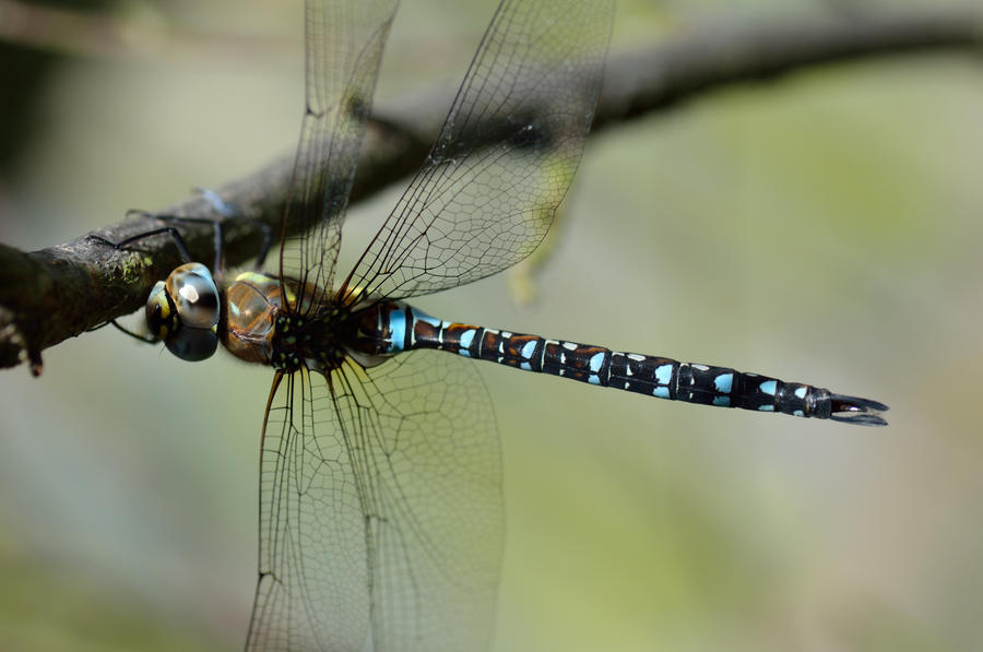 Dragon Fly