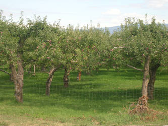 Orchard 1