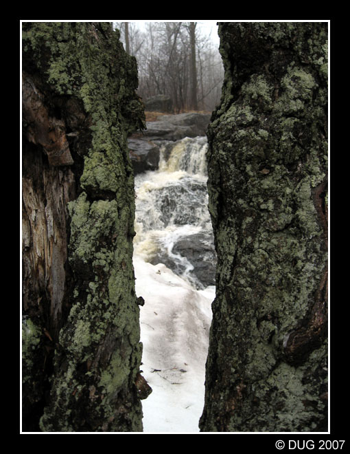 Why the Trees Love the Stone