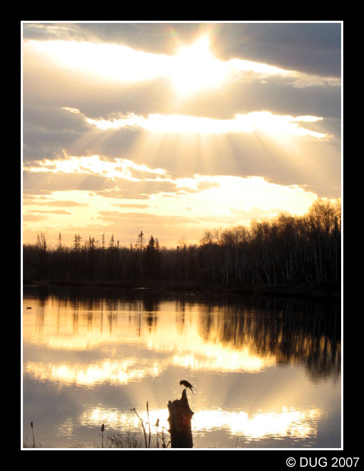 Bird Sunset View