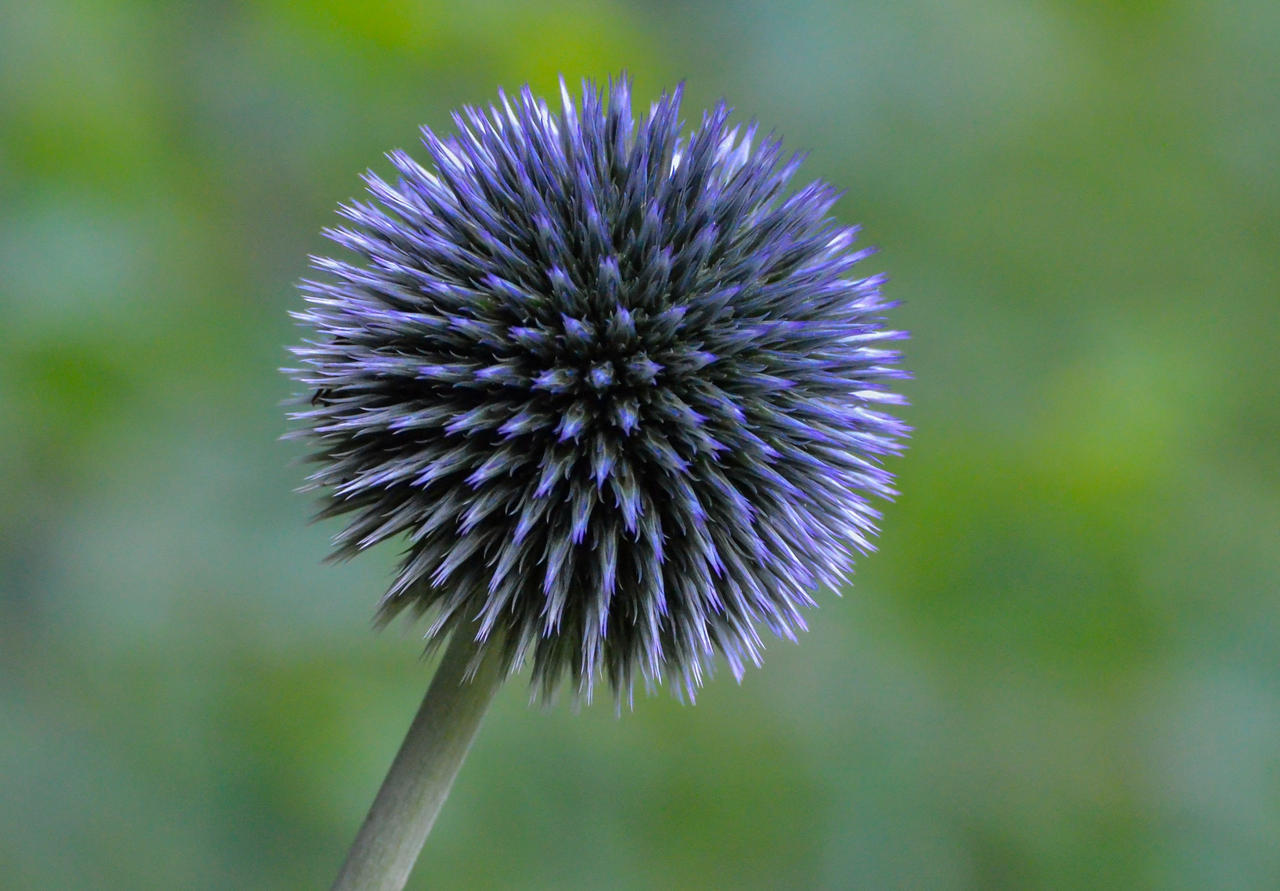 Distel by MC-1974 on DeviantArt
