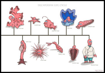 Decapodian Life Cycle