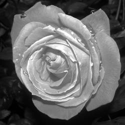 .M'bro - rose after rain II