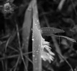 .M'bro - blade of grass