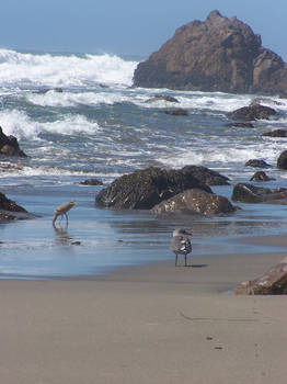 Birds on beach