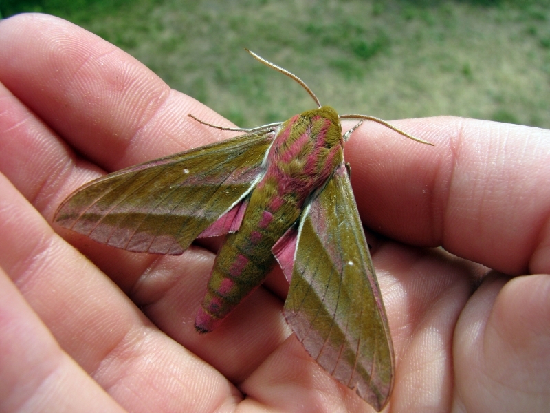 Hawk moth