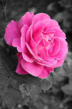 Pink Rose