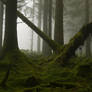 Tree Down - Fernworthy Forest, Dartmoor