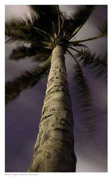 Palm at Night