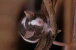 Little mouse II by Viuru