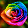 Rainbow Rose