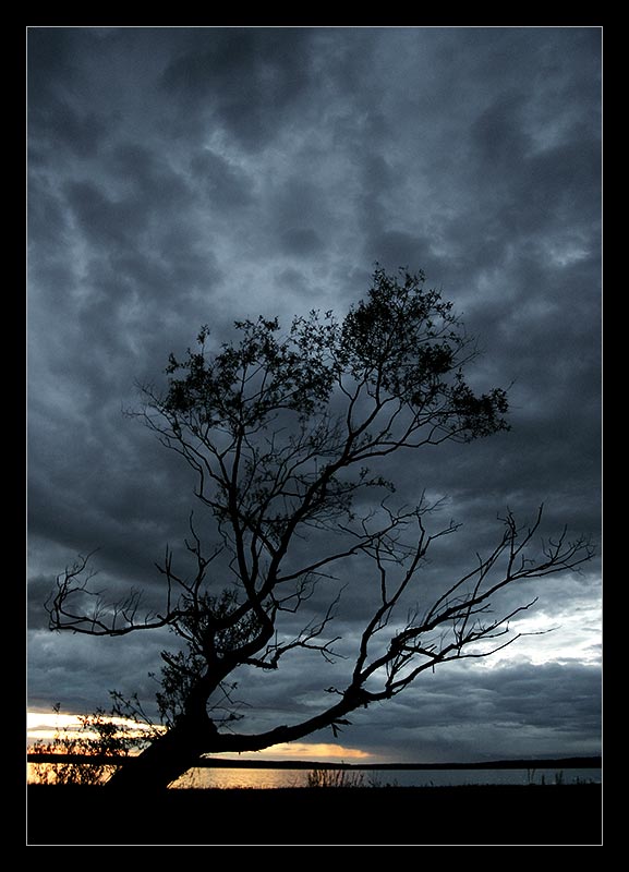 The tree by the lake