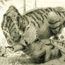 Gorgosaurus.