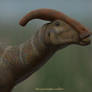 Parasaurolophus walkeri.