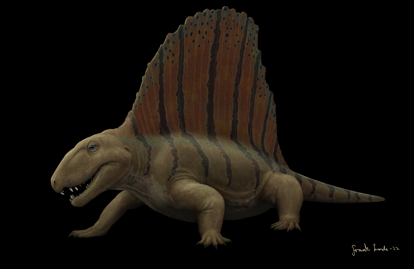 Dimetrodon. by Frank-Lode on DeviantArt
