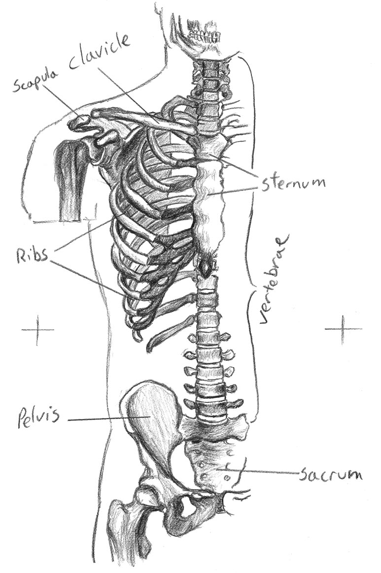 torso anatomy study 150RES by dantekamer on DeviantArt