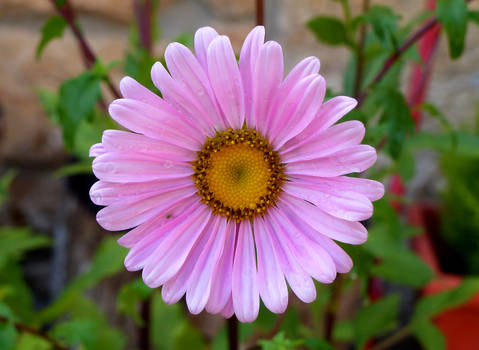 Me quiere, no me quiere...