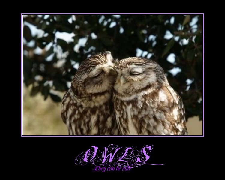 Owl Demotivational