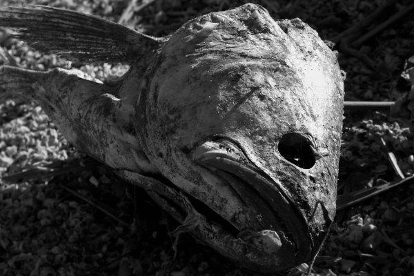 Rolly Polly Fish Heads by fatbuddha on DeviantArt
