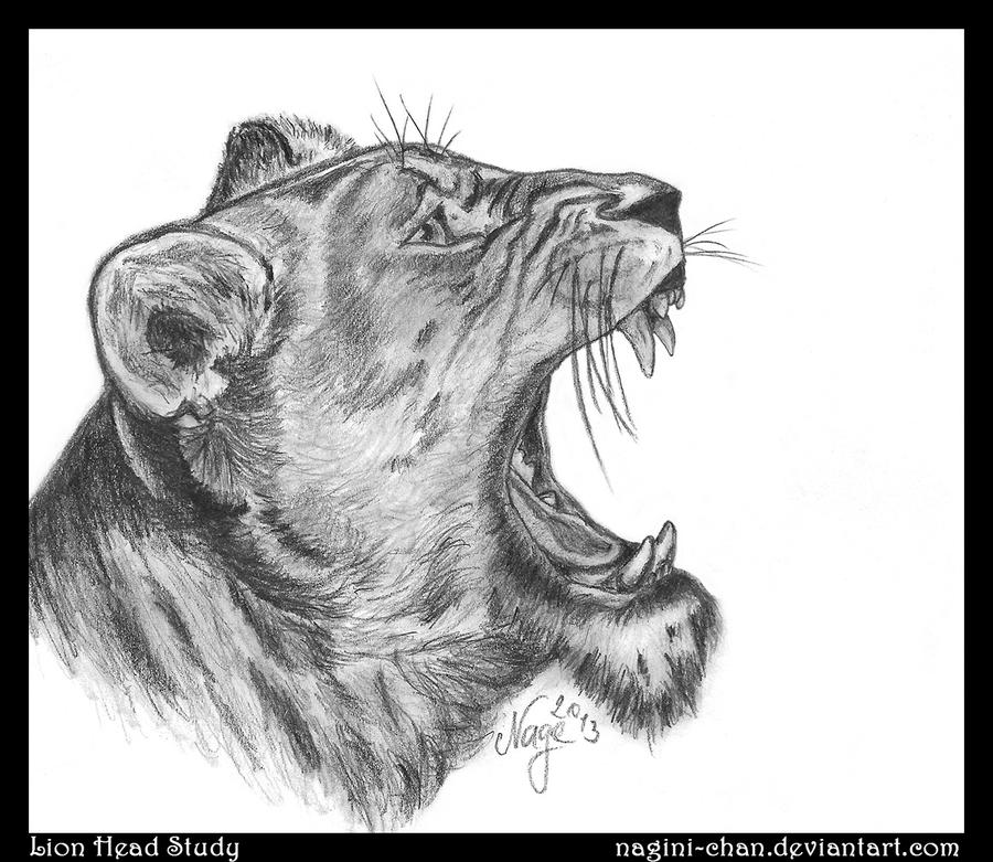 Drawing Practice #7 ~ Lion Head Study