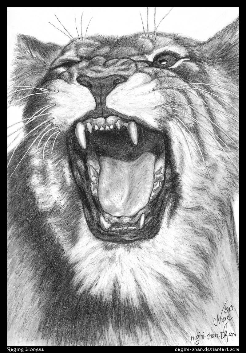 Drawing Practice #12 ~ Raging Lioness by nagini-chan