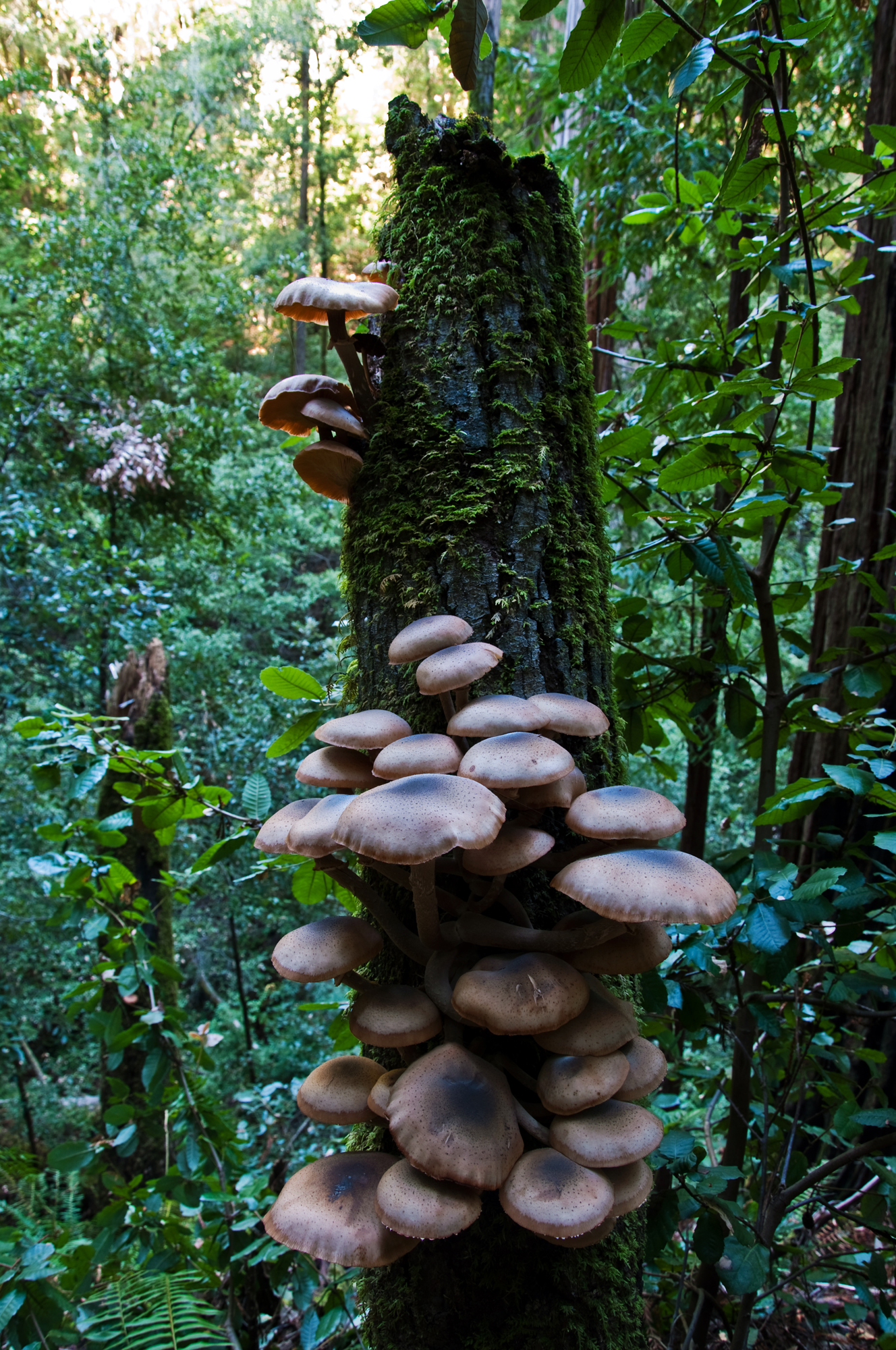 Mushroom on a Stump