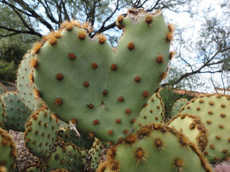 Heart Cactus