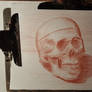 skull sketch|sanguine oil pencil on textured paper