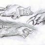 cat sketches