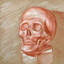 skull sketch (red chalk, white chalk, craft paper)