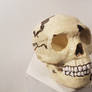 neanderthal skull