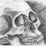 skull sketch (black pencil)