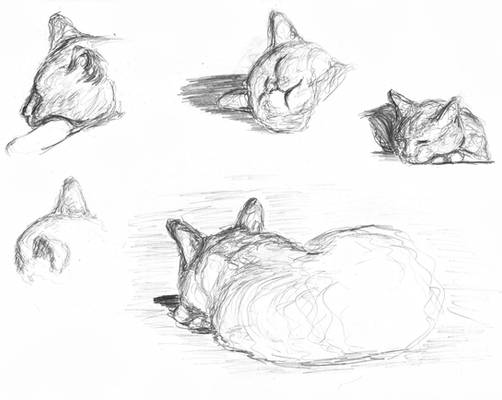 cat sketches