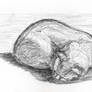 sleeping cat pencil sketch 4