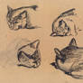 cat charcoal sketches