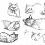 cat pen sketches 4