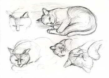 cat pencil sketches 4