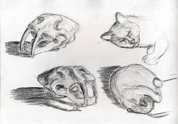 pencil sketches( sabertooth tiger skull, cat)