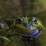 14 june 2023 2 frog