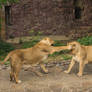 14 june 2024 moscow zoo 2