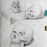 Skull study 25 july 2024