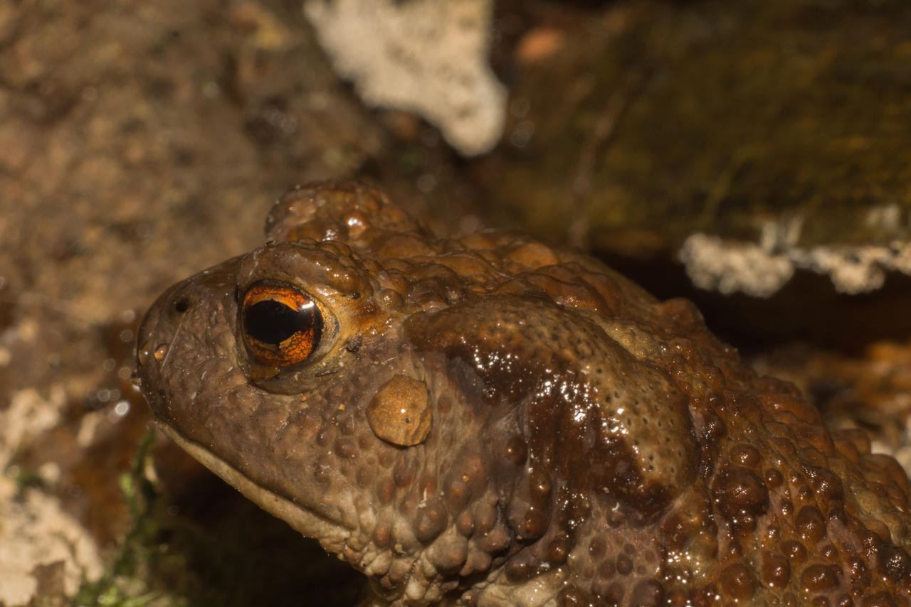 16 june 2024 toad portrait