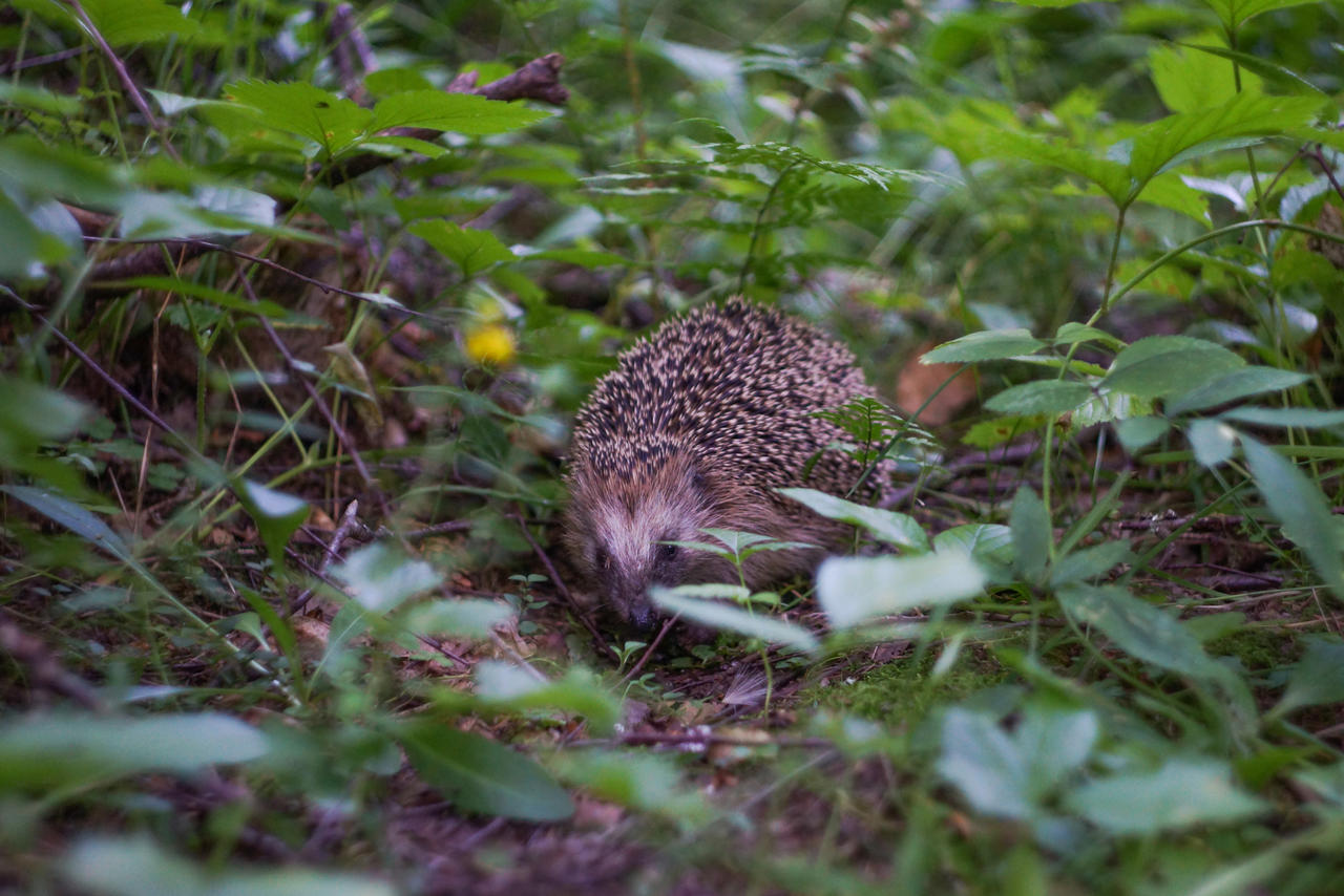 13 july 2024 hedgehog