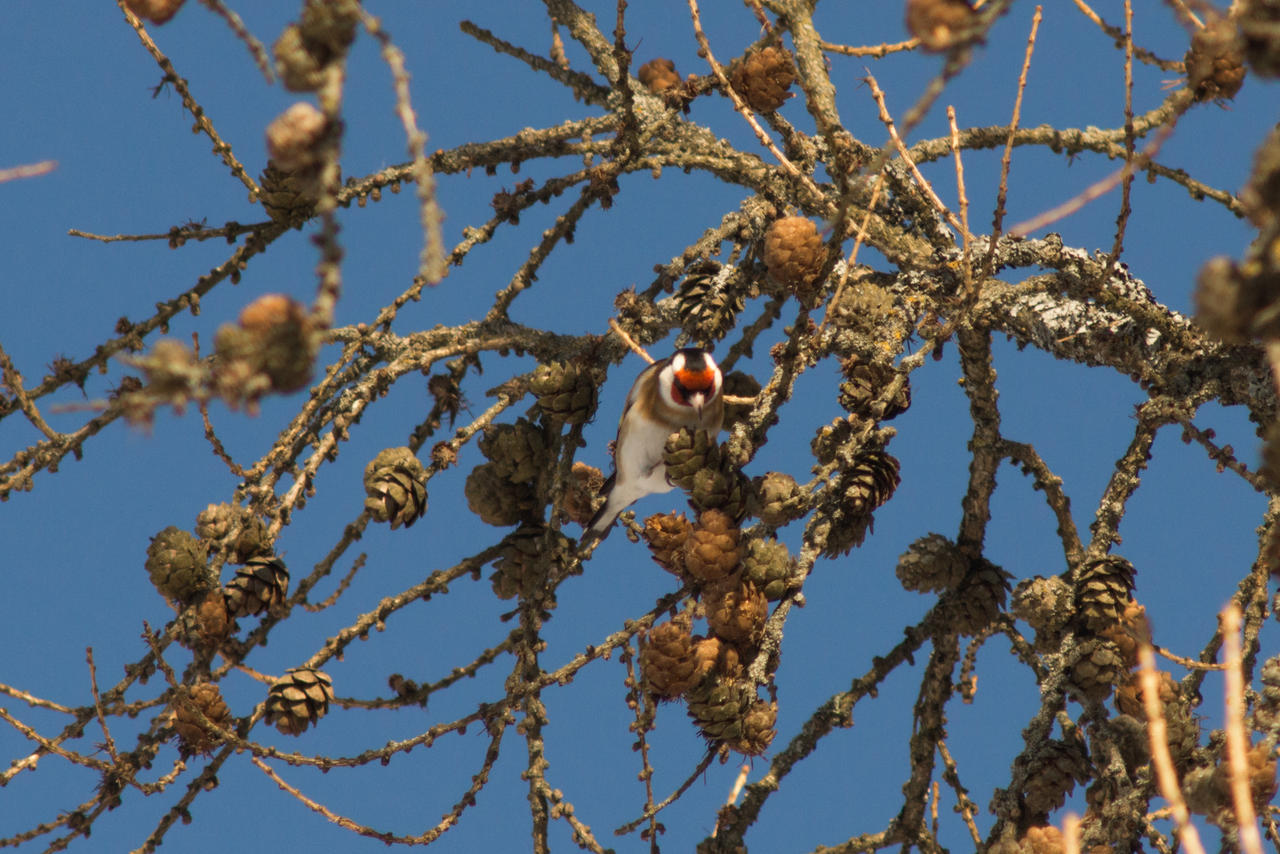 23 february 2025 Carduelis carduelis