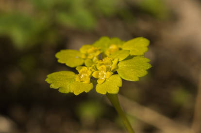 19 May 2025 Chrysosplenium alternifolium