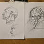 Study